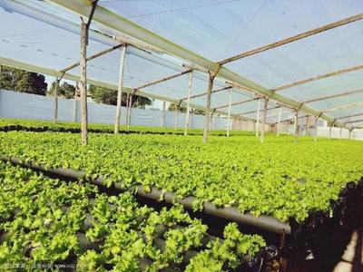 設(shè)施園藝在現(xiàn)代園藝作物生產(chǎn)中的核心作用