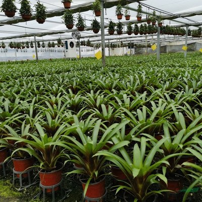 江蘇綠化苗木基地 一站式采購(gòu)陽臺(tái)庭院與園林綠化優(yōu)質(zhì)產(chǎn)品